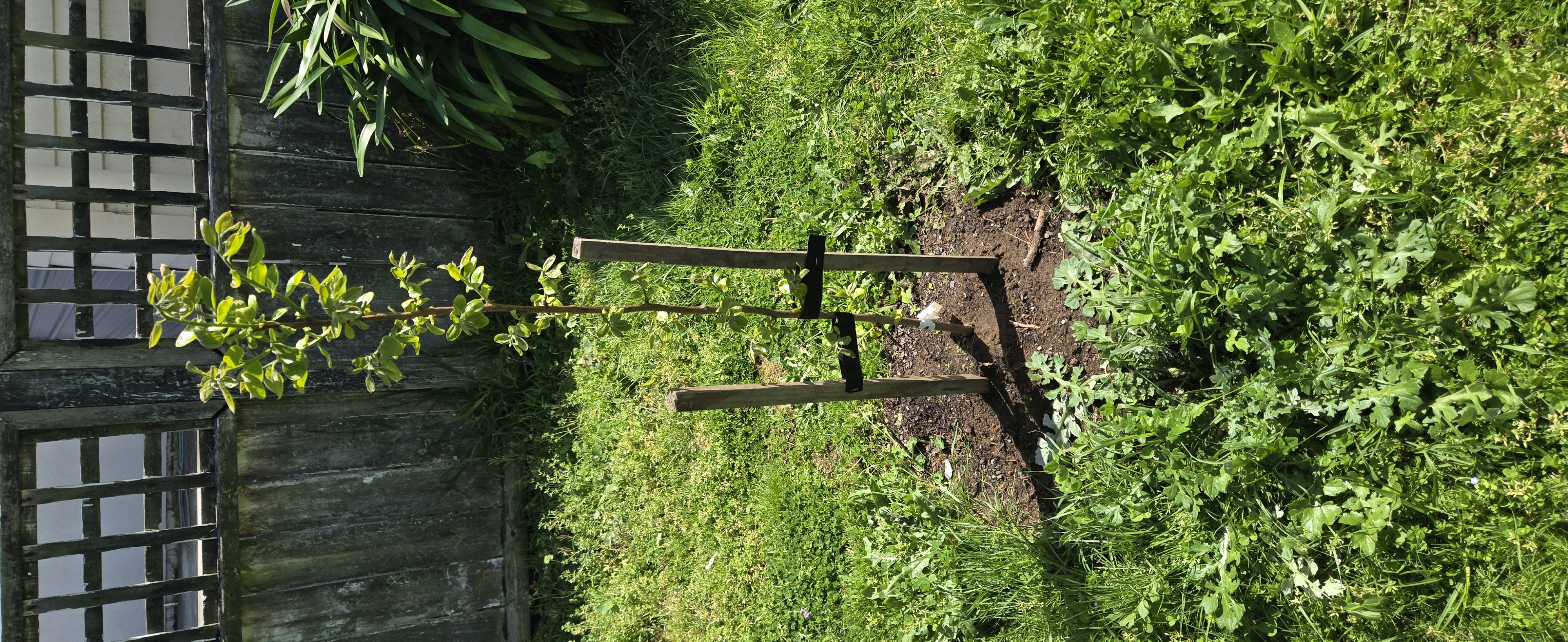 Garden planting and lawn care