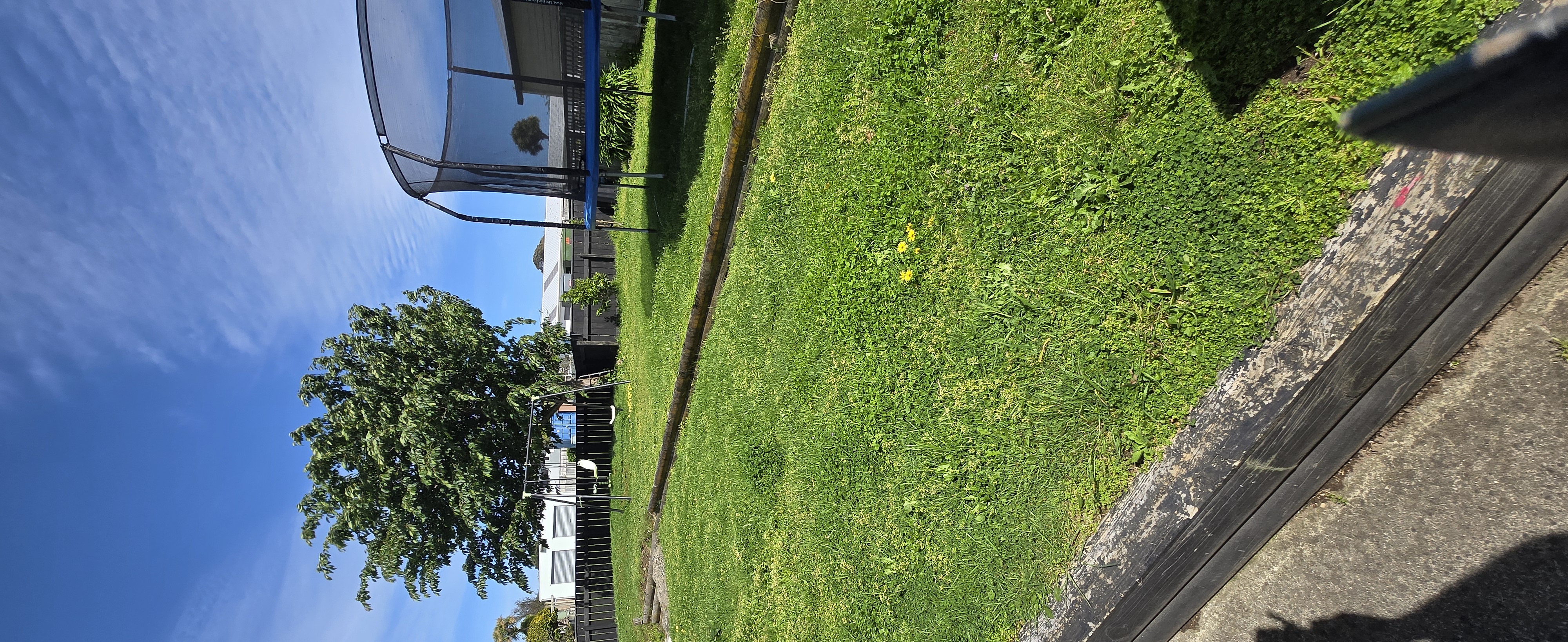 Regular lawn mowing service